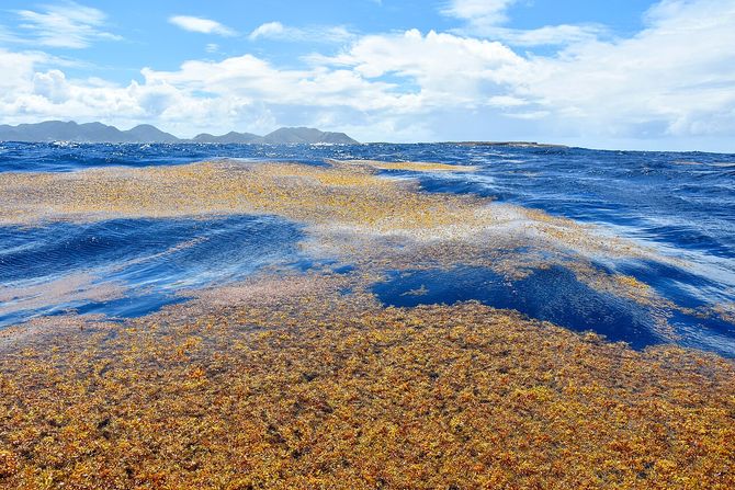alge Sargassum