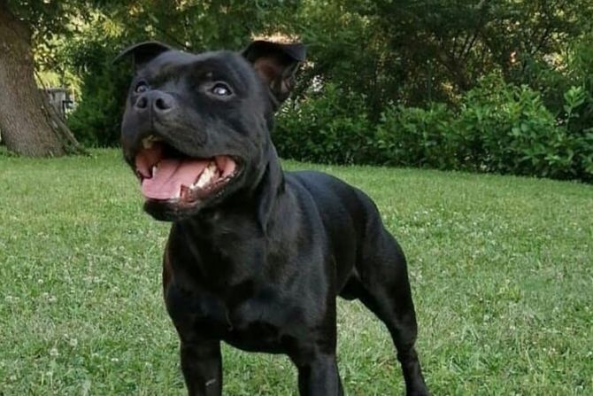 Pas stafordski bulterijer udomljavanje