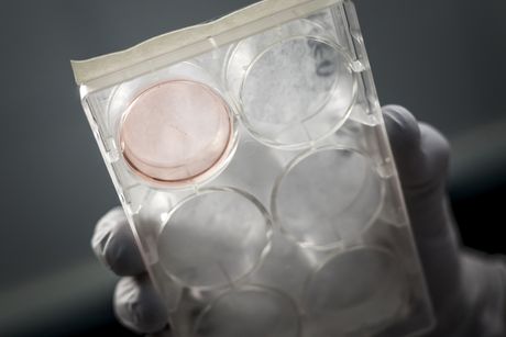 Naučnici uzgajaju mini ljudske mozgove za napajanje računara