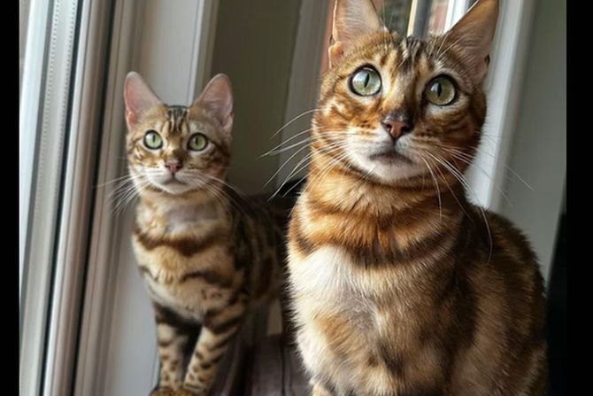 Bengalske mačke Rubi i Roksi