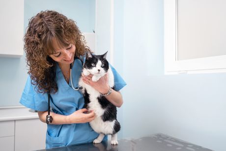 Mačka kod veterinara