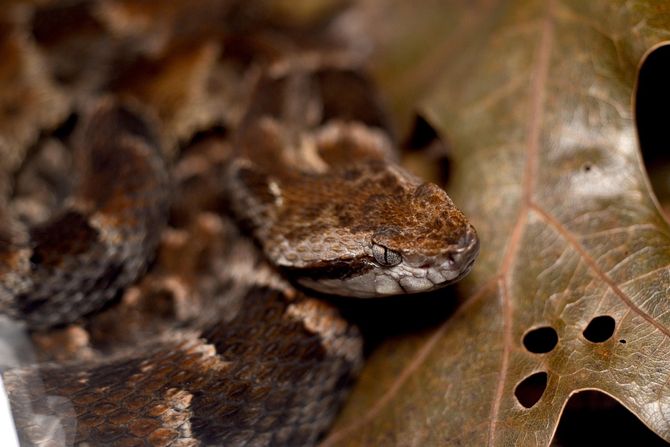 zmija Bothrops asper