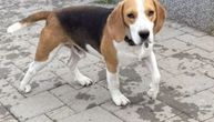 Snupi je postao teret porodici koja ga je izbacila na ulicu: Mladi bigl traži ljude koji će ga zauvek čuvati