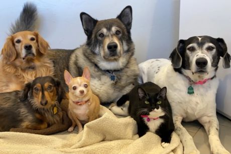 Grejs Pilčer i njeni udomljeni kućni ljubimci