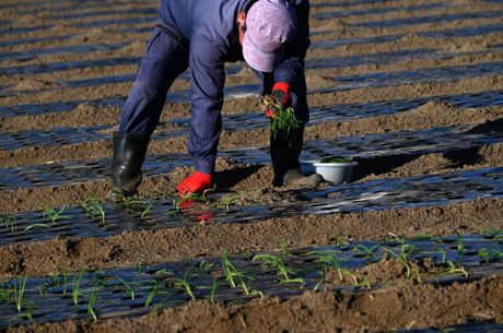 Njiva, farmer, sadnice, čovek