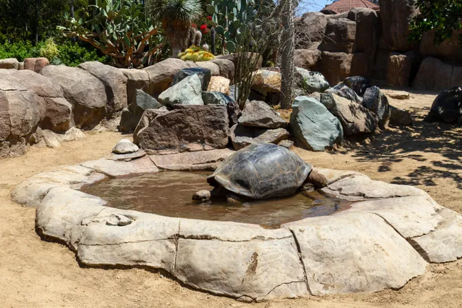 Kornjača iz zoo-vrta u San Dijegu