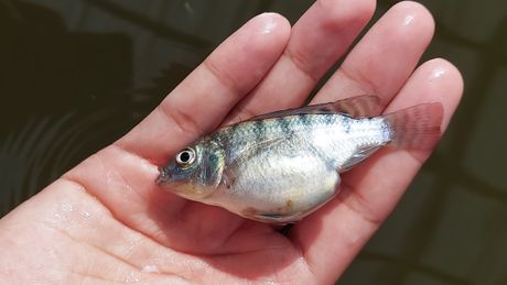 Ribica bolest gasnih mehurića