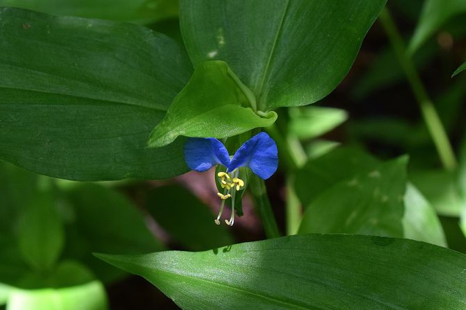 azijska danjuša, Commelina communis