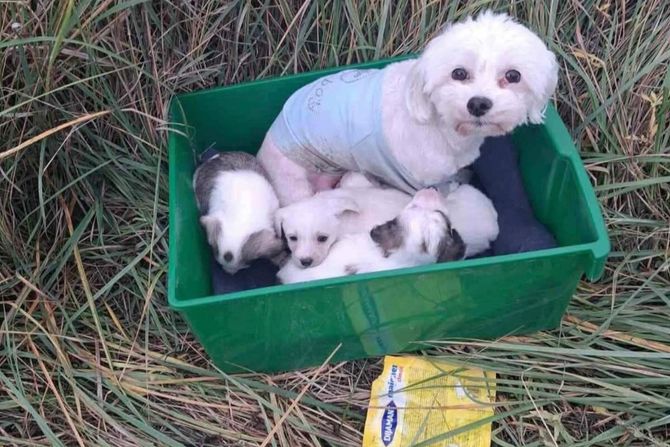 Maltezerka sa štencima iz Borče