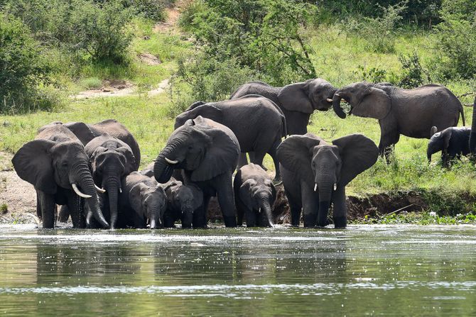 Afrički šumski slonovi