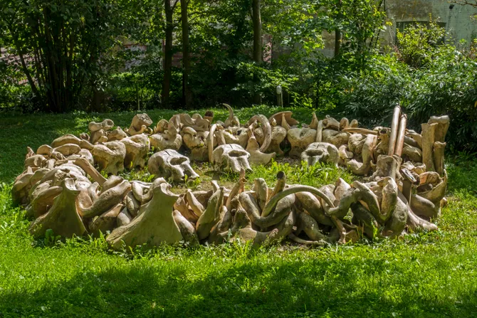 Rekonstrukcija skloništa od kostiju mamuta