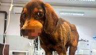 Flok sa zubom u nosu i TUMOROM DO OKA bori se kao lav: Bolesno štene staro pet meseci ostavljeno veterinarima