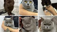 Ljubitelji mačaka, pažnja: ŠEST BRITANSKIH KRATKODLAKIH MAČAKA sa "osmehom" traže hitno udomljenje