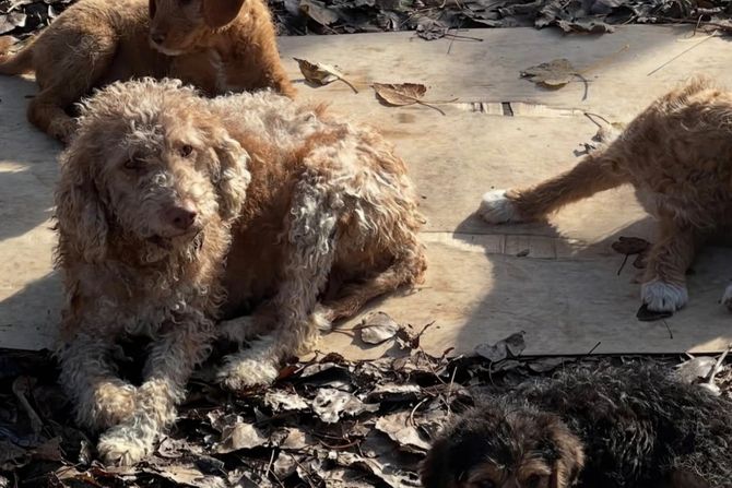 Porodica lagoto romanjolo