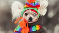 Da li je vaš pas na listi PET NAJOSETLJIVIJIH na hladnoću: Ove rase ne podnose zimu i sneg
