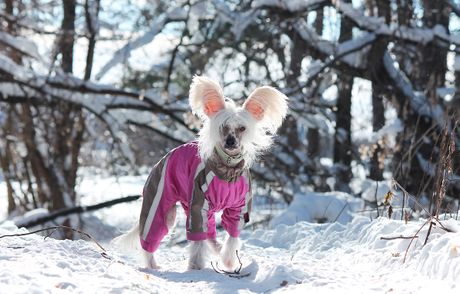 Psi i zima