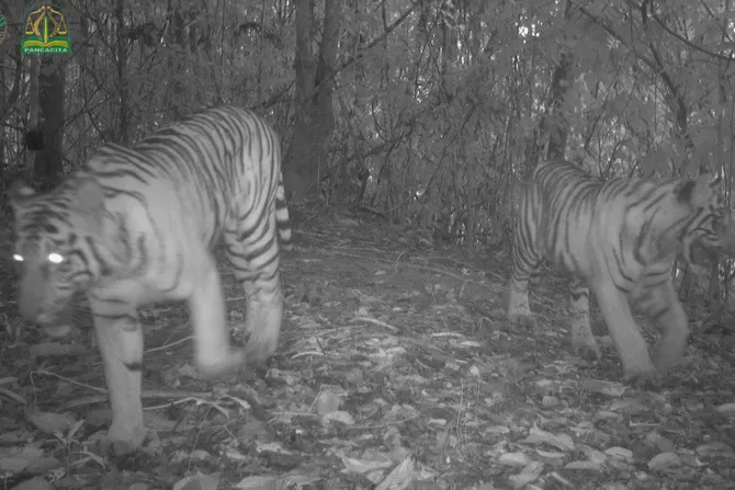 Ženka i mladunče tigra