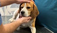 Pas sa tumorom na mozgu bačen u tuđe dvorište: Volonteri će brinuti o biglici do njenog poslednjeg daha