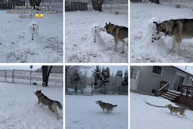 Haski i Sneško Belić