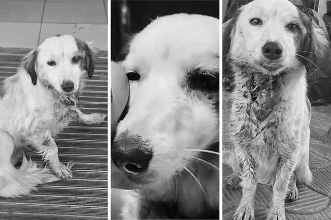 Pas Udruženje Beta Zaječar