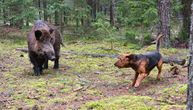 Aujeckijeva bolest kod pasa: Zbog čega samo jedna šetnja šumom može biti kobna za vašeg ljubimca