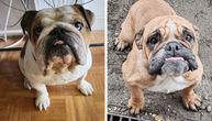 Ženka buldoga sa KONCEM OD CARSKOG REZA nađena na groblju, mužjak iste rase čeka udomljavanje