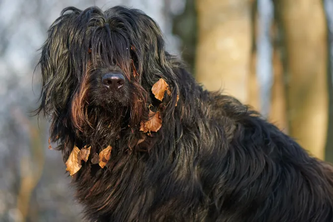 Bergamski pastirski pas