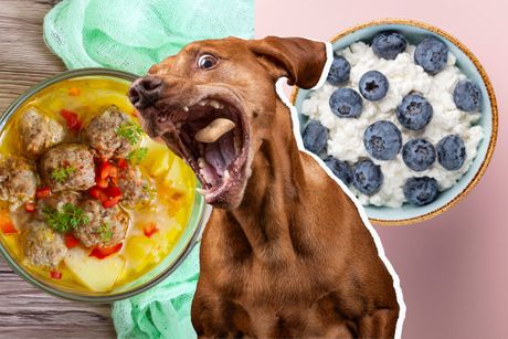 Pas praznična večera