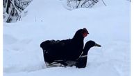 Šašavi snimak zime na farmi: Kokoške sede na leđima pataka i prelaze sneg, snimak gledalo tri miliona ljudi