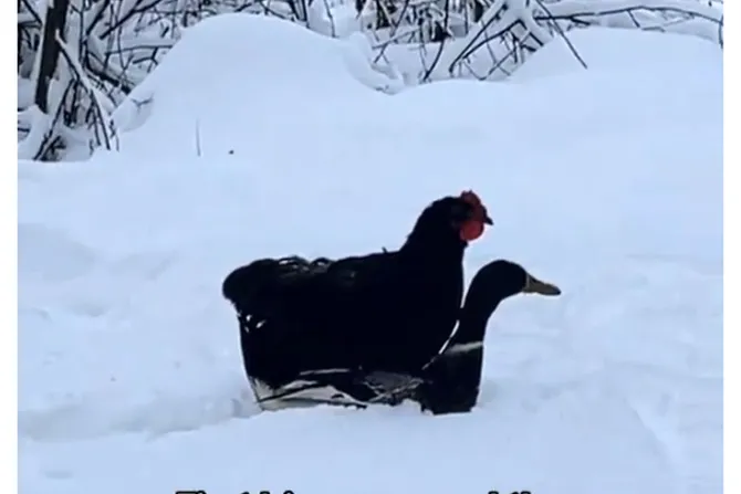 Kokoške i patke u snegu
