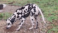 Dalmatinac bez čipa i vlasnika nađen u okolini Beograda: Pongo zahvalan za svaki zalogaj, potrebna pomoć