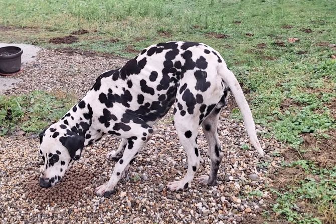 Dalmatinac Pongo napušteni pas