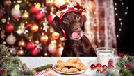 Lažni šampanjac, ostaci mesa i peciva opasni za psa: Kako treba da izgleda PRAZNIČNI OBROK vašeg ljubimca