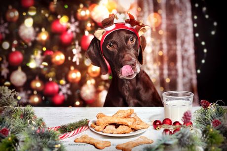 Pas praznična večera