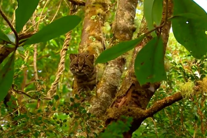 Kodkod (Leopardus guigna),  guiña