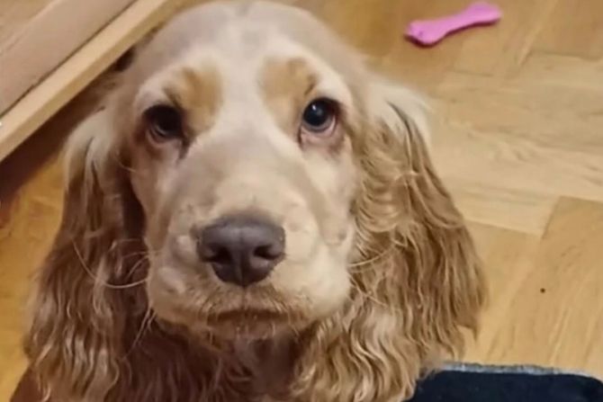 Koker španijel Riči