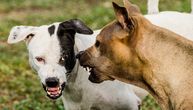 Šta da uradite ako vašeg psa ugrize drugi pas: Vodič KORAK PO KORAK za brzu i efikasnu pomoć