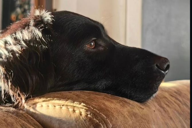 Pas Gruja udomljavanje