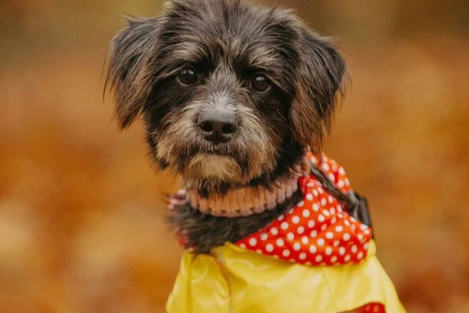 Pas Ilinka udomljavanje