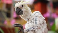 Zašto ptica iznenada GUBI PERJE: Najčešći uzroci, simptomi i kada je vreme za posetu veterinaru