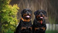 Četiri najveće razlike između mužjaka i ženki pasa: Nova studija otkriva ko je hrabriji, a ko poslušniji
