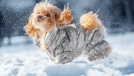 Kako zaštititi kućne ljubimce tokom zime: Hladnoća, so, antifriz i drugi skriveni RIZICI SNEŽNIH DANA