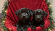Štenci Milo i Nero su pravi novogodišnji pokloni: Volonteri apeluju na udomljavanje ovih preslatkih pasa
