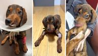 Zbog ovog psa svet je prestao da diše: Sa ulice odveden u Sloveniju, veterinari uklonili užasan tumor