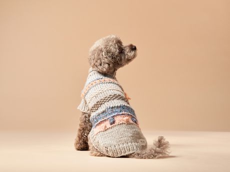 Džemper za psa