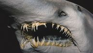 Ovo zastrašujuće stvorenje ima najbrži ugriz na svetu: Ajkula goblin čeka u zasedi i napada kao u horor filmu
