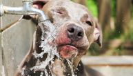 Pas PIJE VODU na OGAVAN NAČIN: Ukućani zgroženi zbog njegove navike, vlasnik traži rešenje na internetu