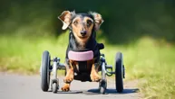 Paralizovani jazavičar "trči" pored drugog psa: Dirljivi snimak zbog koga mnogi ljudi gorko plaču