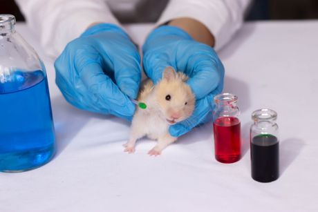 Laboratorijske životinje