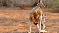 Crveni kengur može da preskoči 100 metara u jednom skoku, ali evo zašto ne može da hoda i da skoči unazad